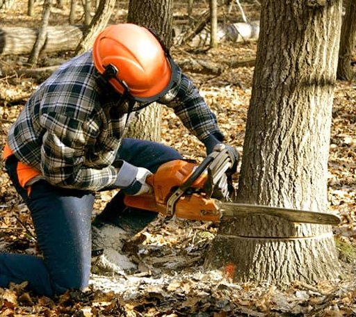 Tree Removal in Winter, WI